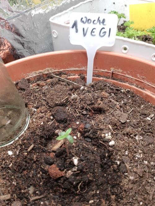 Neuer USA Grow. Week 1 - Tag 2