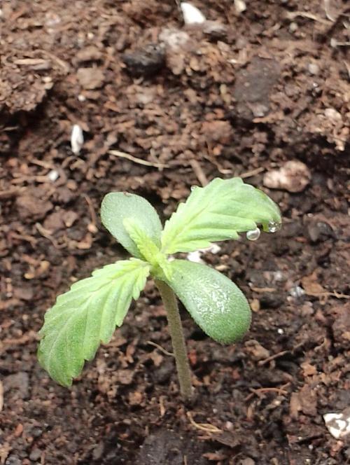 Neuer USA Grow. Week 1 - Tag 3