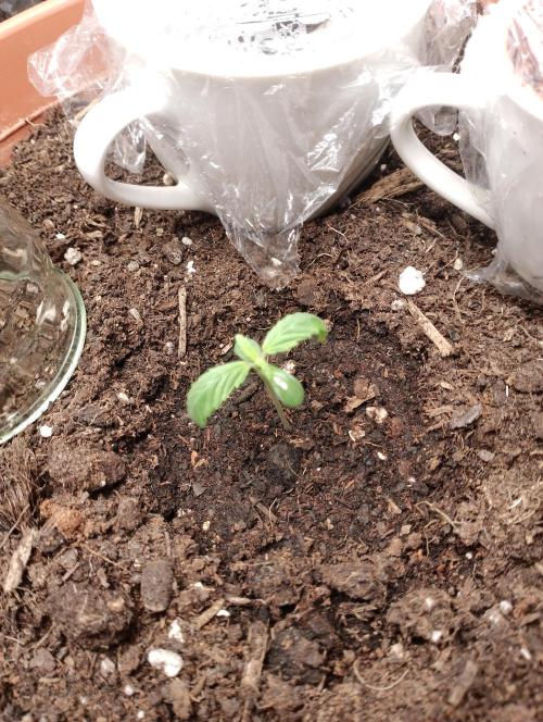 Neuer USA Grow. Week 1 - Tag 4