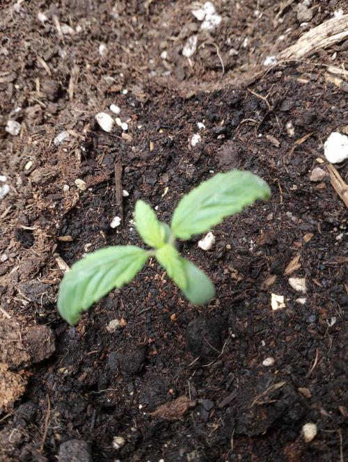Neuer USA Grow. Week 1 - Tag 5