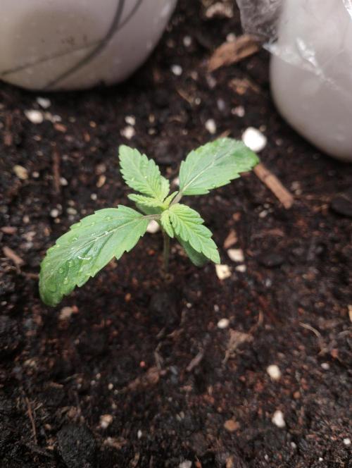 Neuer USA Grow. Week 1 - Tag 6