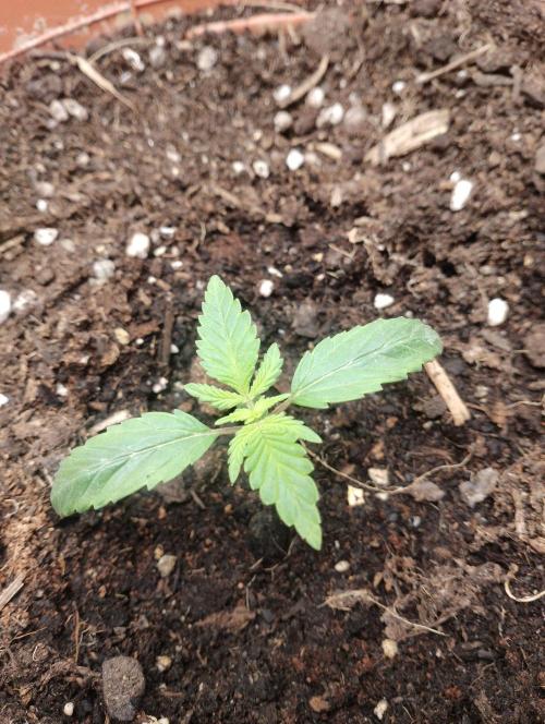 Neuer USA Grow. Week 1 - Tag 7
