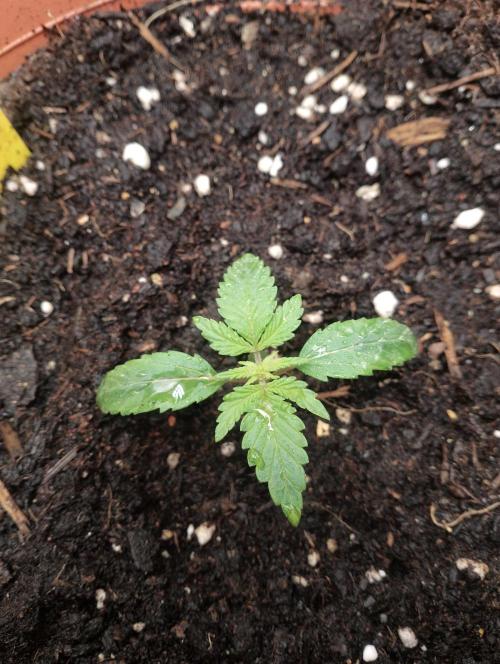 Neuer USA Grow. Week 2 - Tag 8