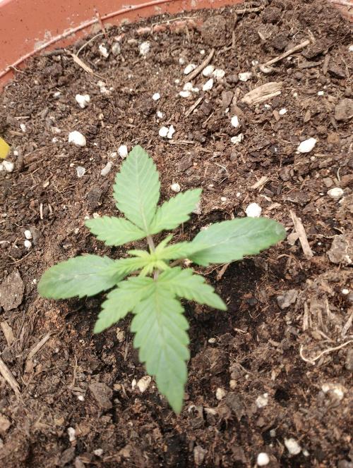 Neuer USA Grow. Week 2 - Tag 9