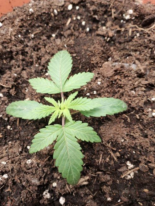 Neuer USA Grow. Week 2 - Tag 10
