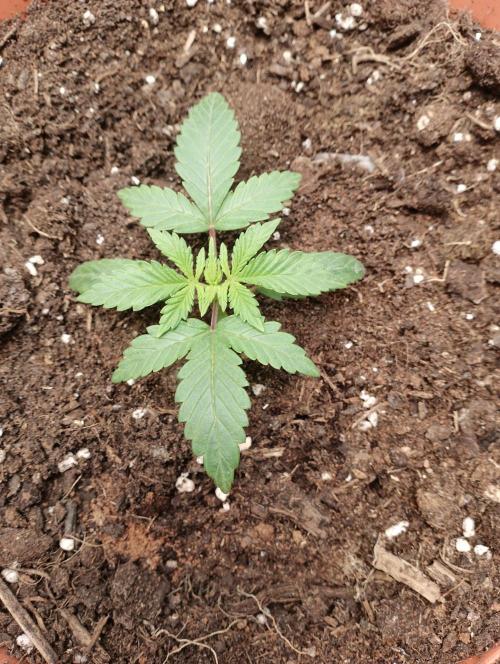 Neuer USA Grow. Week 2 - Tag 11