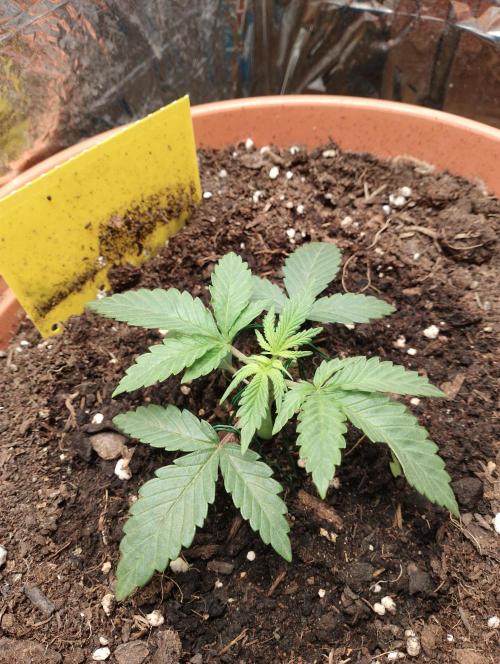 Neuer USA Grow. Week 2 - Tag 12