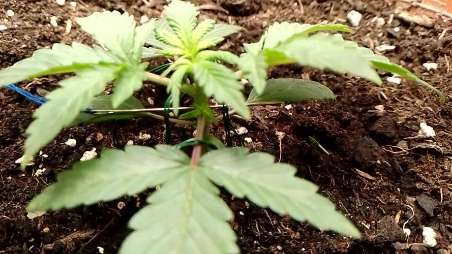 Neuer USA Grow