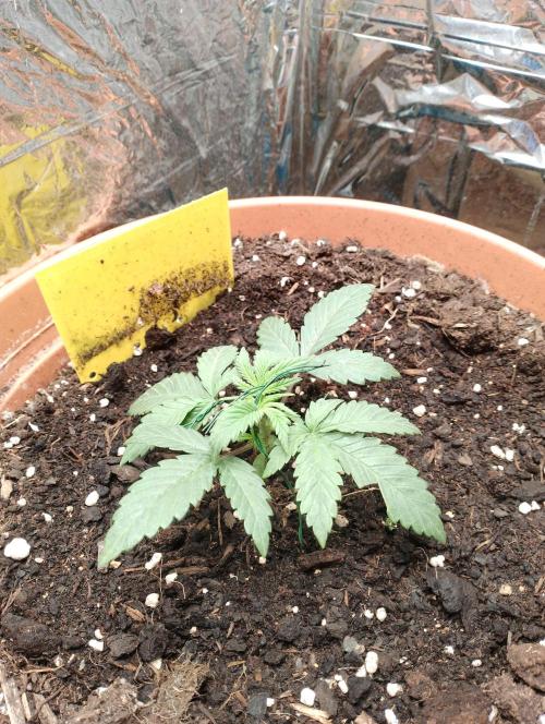 Neuer USA Grow. Week 2 - Tag 13