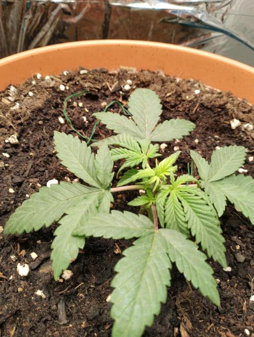 Neuer USA Grow. Week 2 - Tag 14