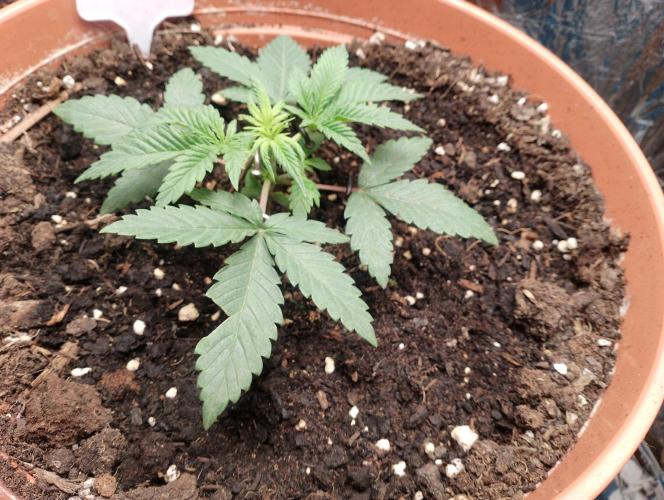 Neuer USA Grow. Week 3 - Tag15