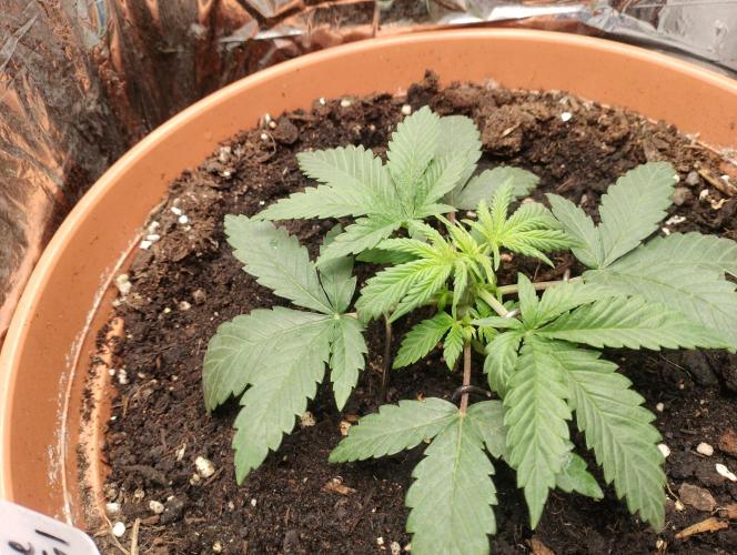 Neuer USA Grow. Week 3 - Tag 16