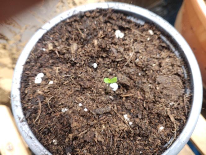Mendo Breath Grow1  züchtungs test 1. Week 1 - Hallo ich bin Mandy