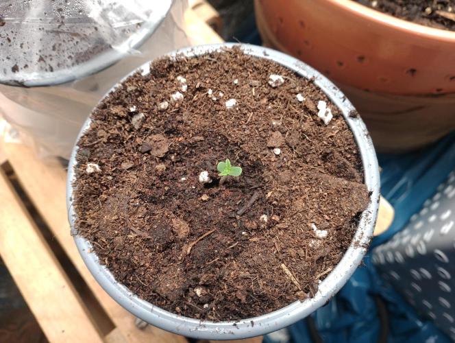 Mendo Breath Grow1  züchtungs test 1. Week 1 - Hallo ich bin Melodie