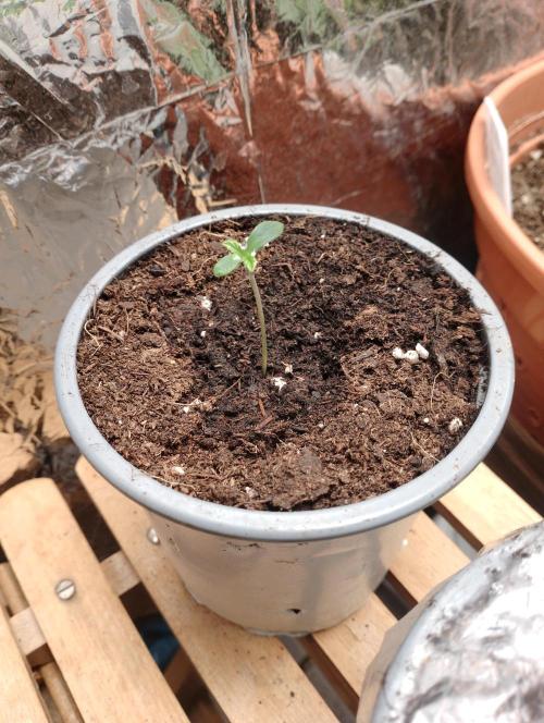 Mendo Breath Grow1  züchtungs test 1. Week 1 - Day 1 Mandy