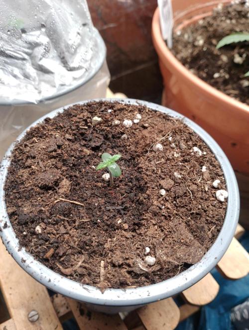 Mendo Breath Grow1  züchtungs test 1. Week 1 - Day 1 Melodie