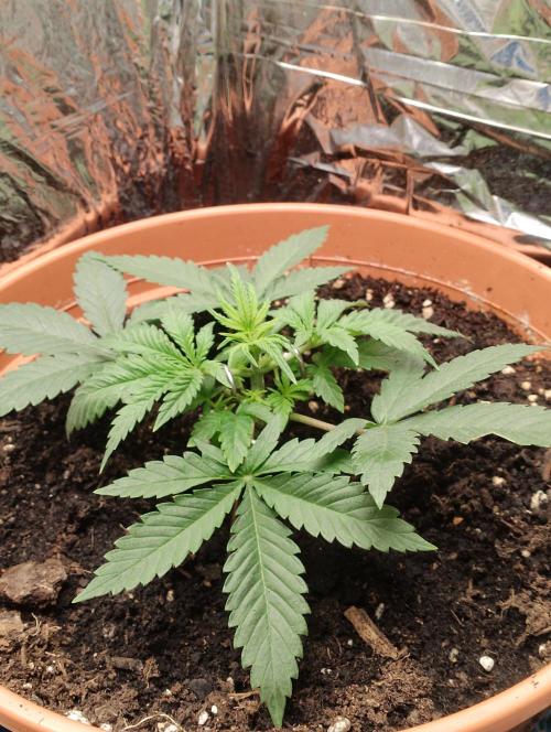 Neuer USA Grow. Week 3 - Tag 17