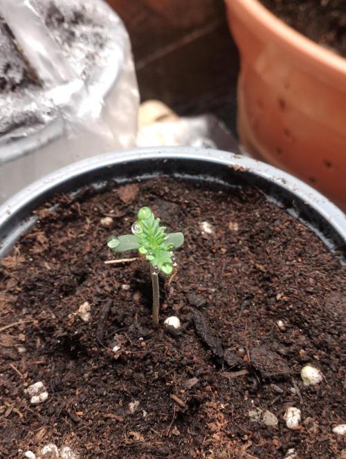 Mendo Breath Grow1  züchtungs test 1. Week 1 - Day 2 Mandy