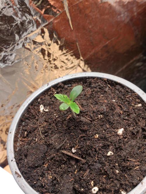 Mendo Breath Grow1  züchtungs test 1. Week 1 - Day 2 Meldoie
