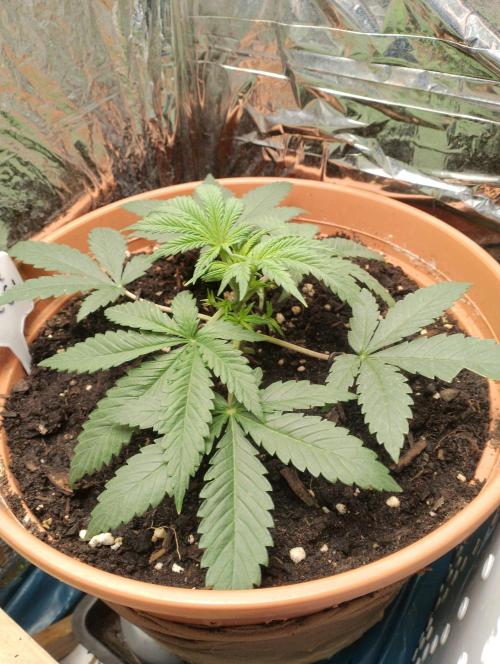 Neuer USA Grow. Week 3 - Tag 18