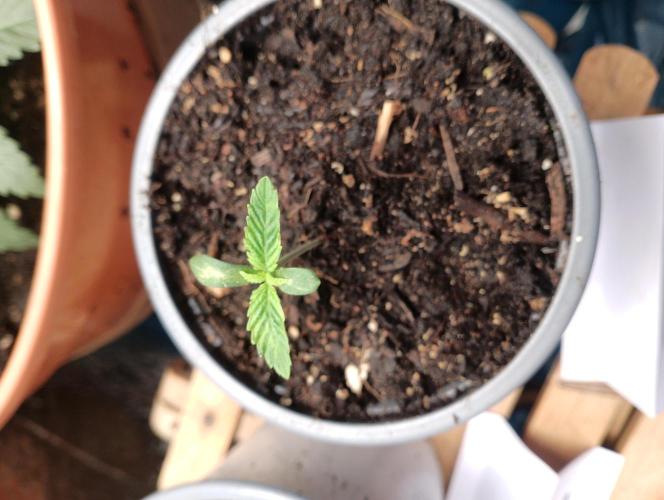 Mendo Breath Grow1  züchtungs test 1. Week 1 - Day 3 Mandy