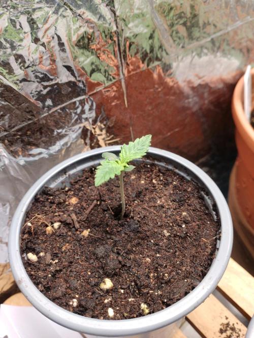 Mendo Breath Grow1  züchtungs test 1. Week 1 - Day 3 Melodie