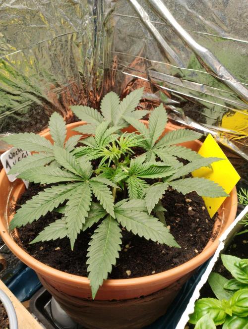 Neuer USA Grow. Week 3 - Tag 19