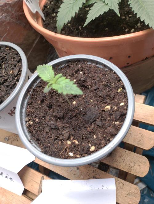 Mendo Breath Grow1  züchtungs test 1. Week 1 - Day 4 Mandy