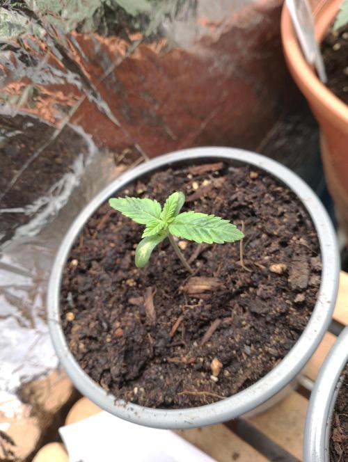 Mendo Breath Grow1  züchtungs test 1. Week 1 - Day 4 Melodie