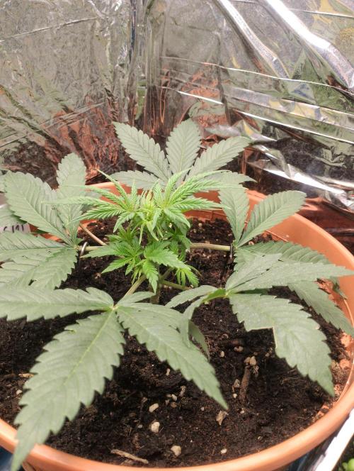 Neuer USA Grow. Week 3 - Tag 20 2 blätter weg damit licht rein kann