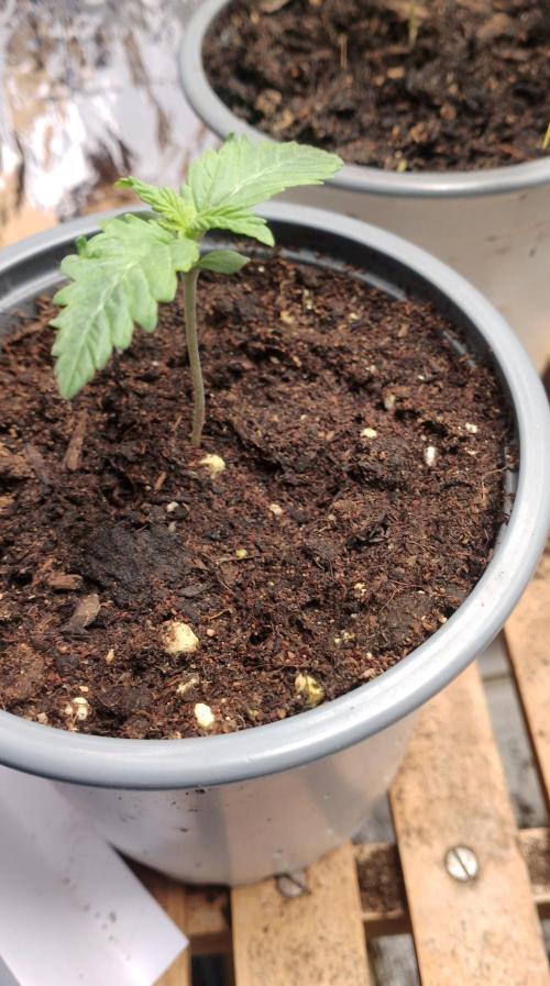 Mendo Breath Grow1  züchtungs test 1. Week 1 - Day 5 Mandy