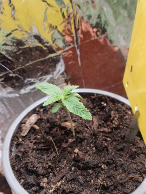 Mendo Breath Grow1  züchtungs test 1. Week 1 - Day 5 Melodie