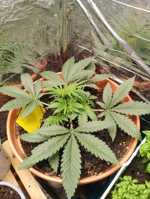 Neuer USA Grow. Week 3 - Tag 21 oben noch mal 2 weg

