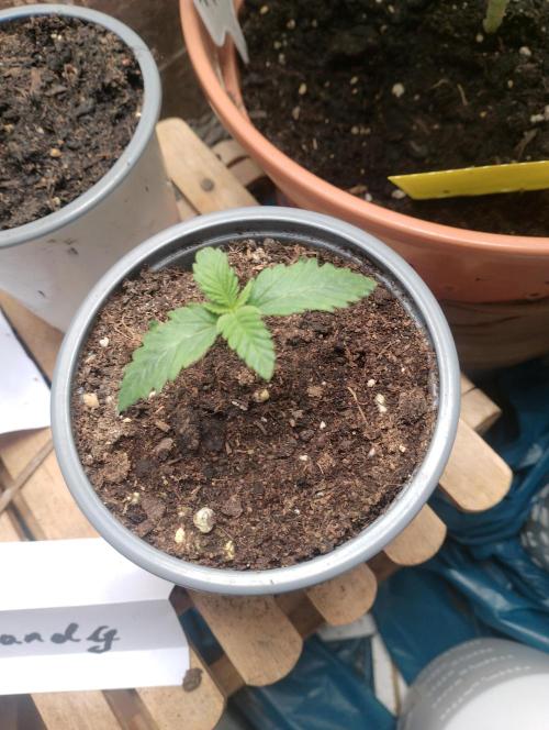 Mendo Breath Grow1  züchtungs test 1. Week 1 - Day 6 Mendy