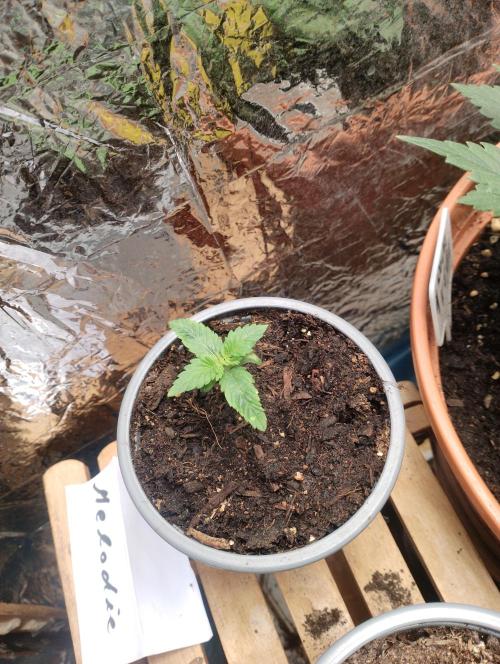 Mendo Breath Grow1  züchtungs test 1. Week 1 - Day 6 Melodie