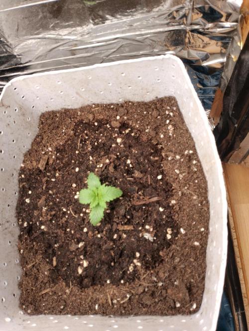 Mendo Breath Grow1  züchtungs test 1. Week 1 - Day 7 Mandy umzug