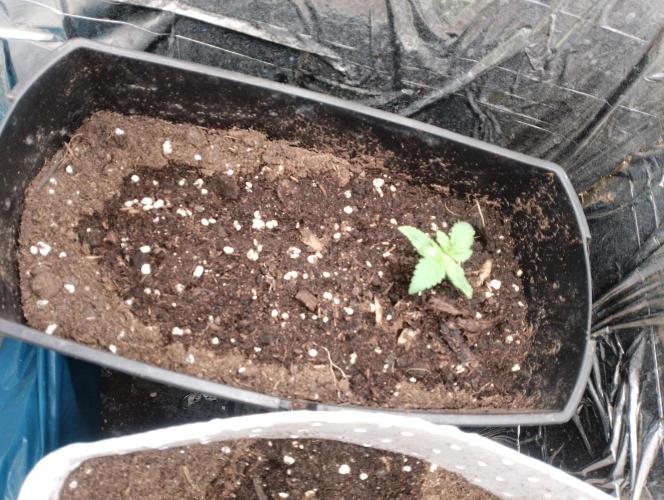 Mendo Breath Grow1  züchtungs test 1. Week 1 - Day 7 Melodie umzug