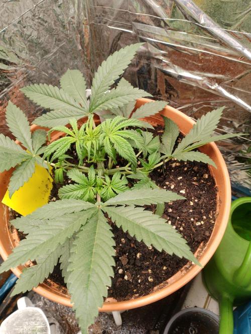 Neuer USA Grow. Week 4 - Tag 22