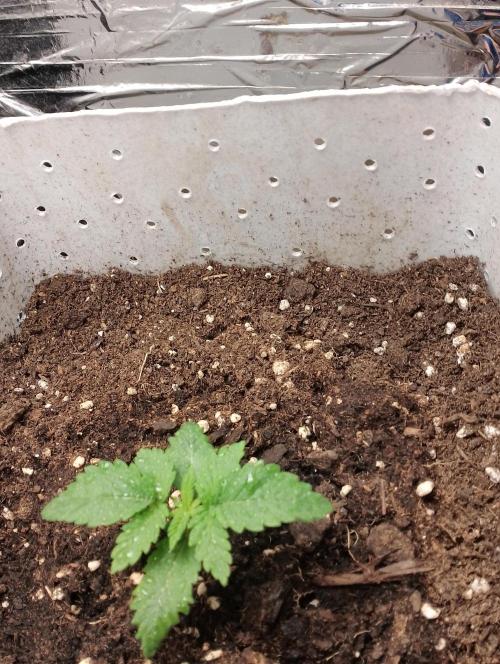 Mendo Breath Grow1  züchtungs test 1. Week 2 - Day 8 Mandy