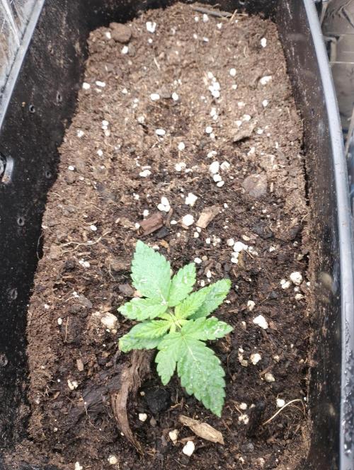 Mendo Breath Grow1  züchtungs test 1. Week 2 - Day 8 Melodie