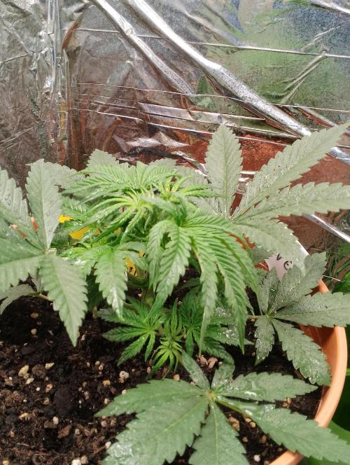 Neuer USA Grow. Week 4 - Tag 23 und auch die 2 blätter müssen weg ^^