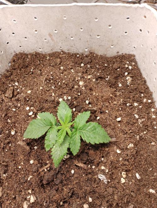 Mendo Breath Grow1  züchtungs test 1. Week 2 - Day 9 Mendy