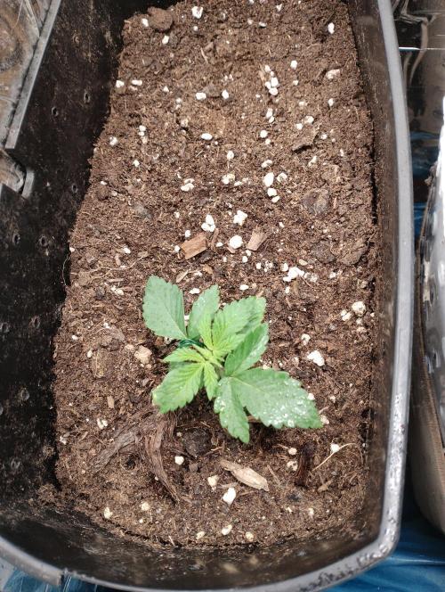 Mendo Breath Grow1  züchtungs test 1. Week 2 - Day 9 Melodie