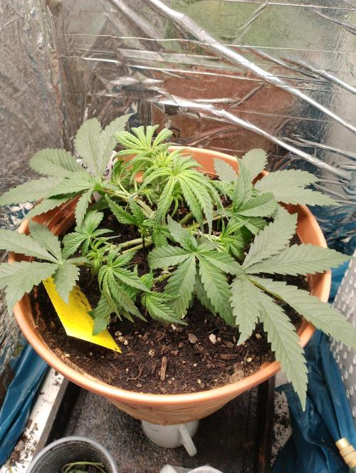 Red Hot Cookies. Week 4