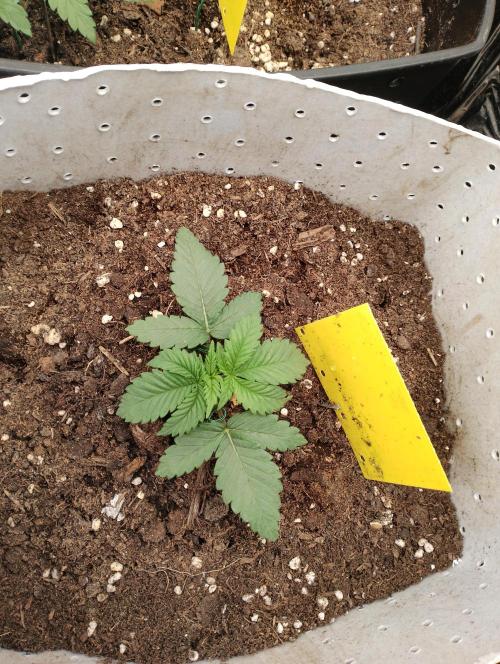 Mendo Breath Grow1  züchtungs test 1. Week 2 - Day 11 Mandy Habe 1 tag vergessen^^