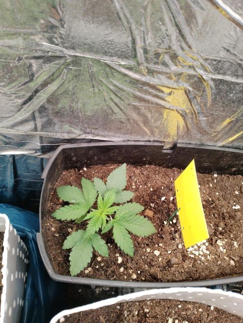 Mendo Breath Grow1  züchtungs test 1. Week 2 - Day 11 Melodie ^^