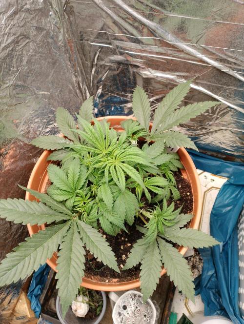 Red Hot Cookies. Week 4