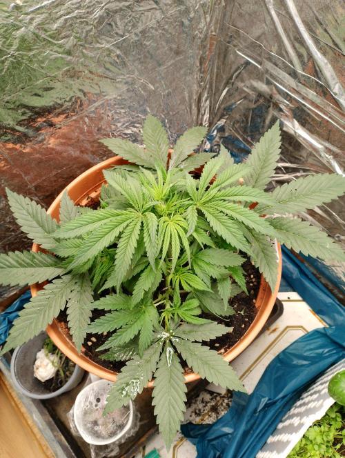 Neuer USA Grow. Week 4 - Tag 25