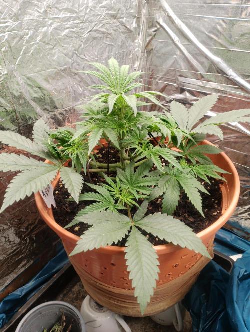 Red Hot Cookies. Week 4