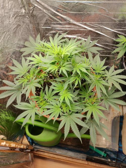 Red Hot Cookies. Week 7